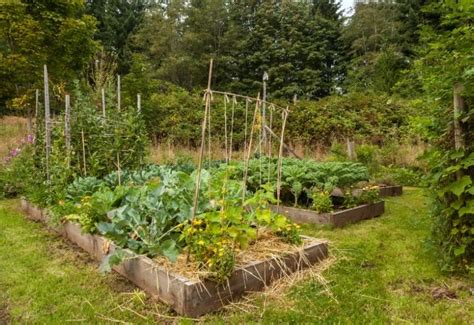 11 Cucumber Companion Plants To Grow Together & 5 Not To Plant Near