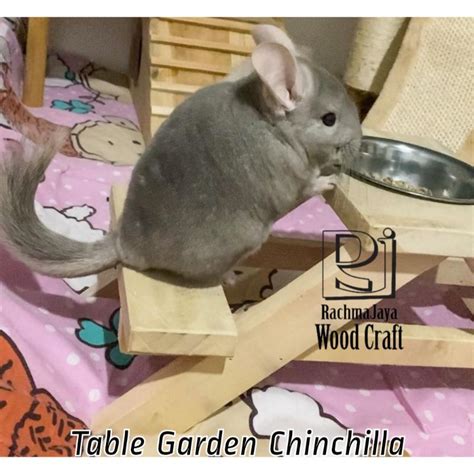 Chinchilla Harga Ubicaciondepersonas Cdmx Gob Mx