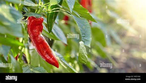 Professional Growth Of Pointed Red Sweet Italian Peppers In A Dutch