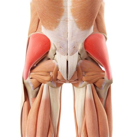 Trigger Points In Gluteus Maximus Find Them And Treat