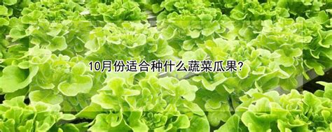 10月份适合种什么蔬菜瓜果 —【发财农业网】