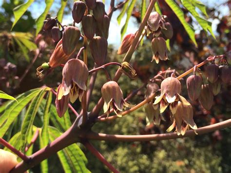 Trees Of Santa Cruz County Manihot Grahamii Hardy Tapioca