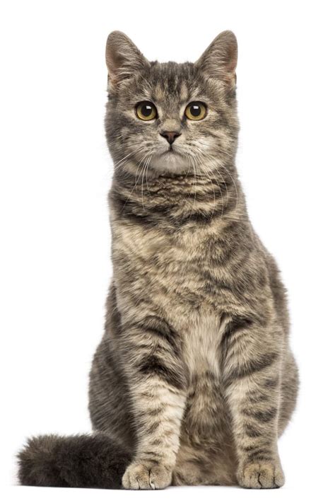 A Guide To The Domestic Shorthair Cat Weight Chart By Age