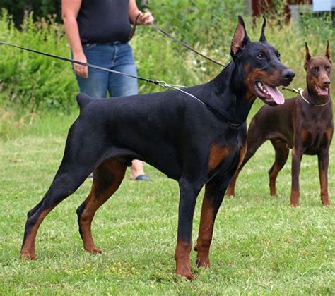 Altobello Dobermann Kennel - IDC Dobermann World Championship 2008 ...