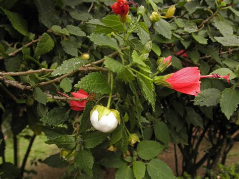 Malvaviscus Arboreus Malvaceae Image At Phytoimages Siu Edu