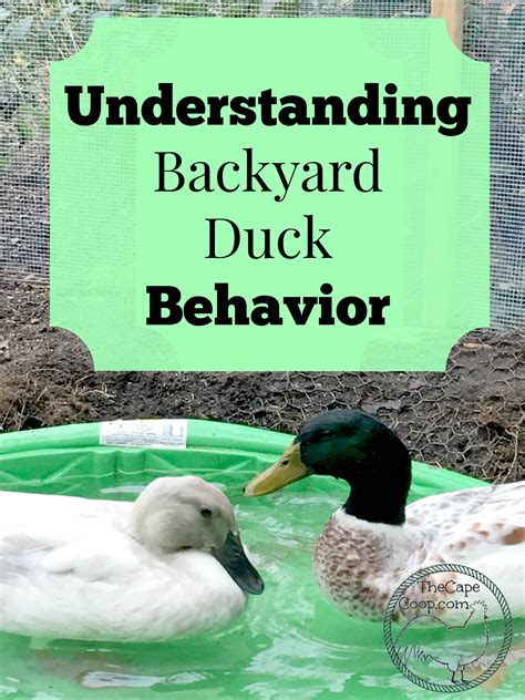 Understanding Backyard Duck Behavior - The Cape Coop