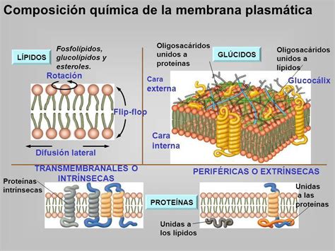 Quien Me Pasa Una Imagen De Las Partes De La Membrana Plasmatica Donde 4200 Hot Sex Picture