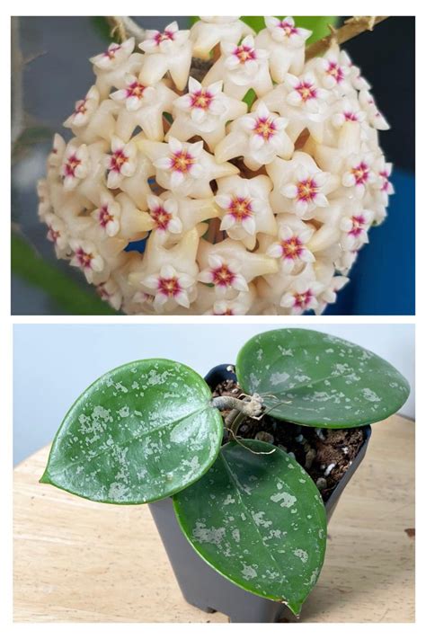 Hoya Verticillata Syn H Parasitica Heart Leaves Splash Plant