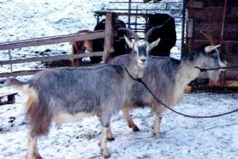 Italian Breeds Of Goats Valle Di Fiemme