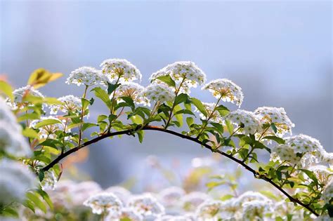 The Iconic Seasonal Flowers in Every Season | Blog Flower