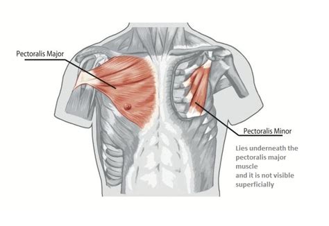 Chest Muscles Anatomy • Bodybuilding Wizard