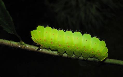 luna moth caterpillar pictures