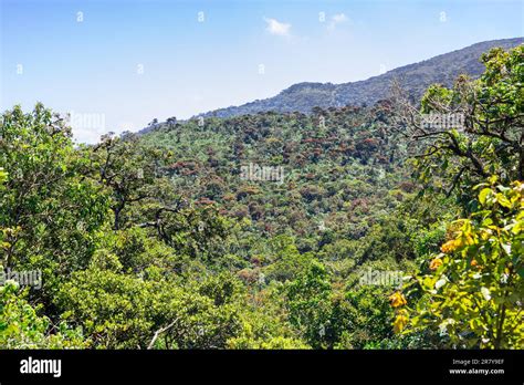 The Sri Lanka Dry Zone Dry Evergreen Forests Are A Tropical Dry