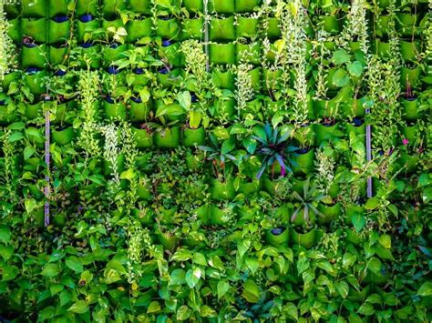 8 Plants to Grow in a Vertical Garden - Vertical Farm Pro