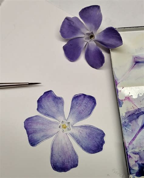 Periwinkle Flower Drawing