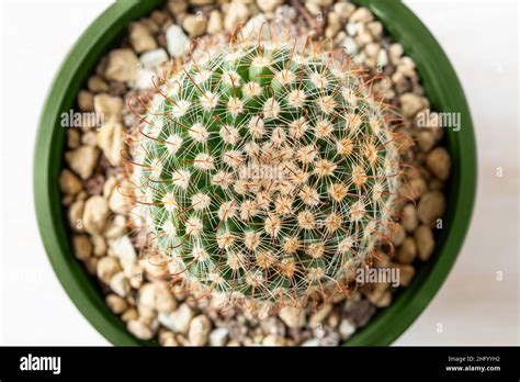 Top View Of Cactus Mammillaria Crinita Macro Houseplant Succulent