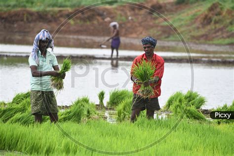 Image Of Indian Farmers Sowing Paddy NO636958 Picxy