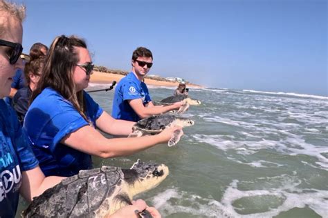 Clearwater Marine Aquarium Releases Sea Turtles At Flagler Beach