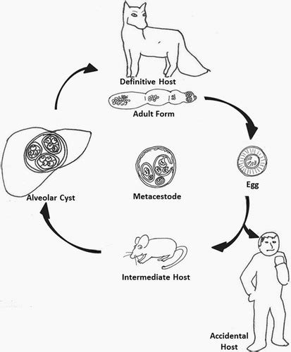 Echinococcus Life Cycle