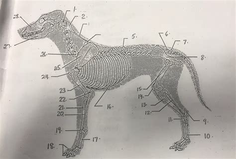 Dog Skeleton Diagram | Quizlet