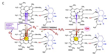 Mode Of Action Of Artemisinins 109 A Primary Carbon Centered