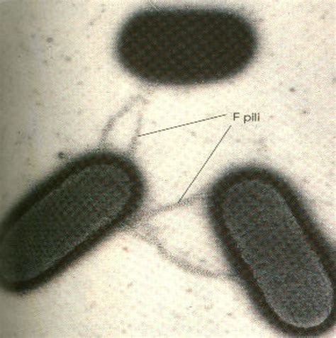 Microbiology Bacteria Flashcards Quizlet