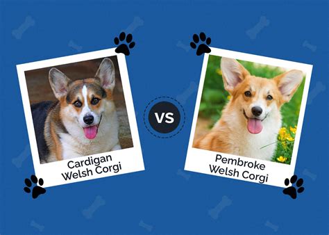 Cardigan Welsh vs Pembroke Welsh Corgi: What’s the Difference? (With ...