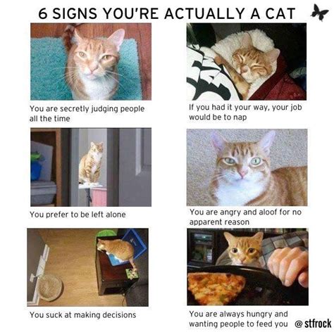 There Are Six Different Pictures With Cats In Them And The Caption Says 6 Signs You Re Actually