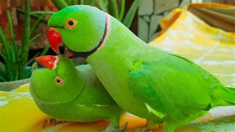 Funny And Playful Male And Female Ringneck Talking Parrots Youtube