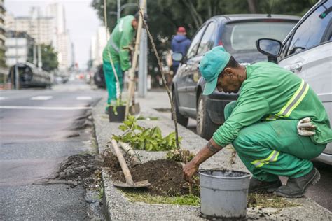 Rvores Cerejeiras S O Replantadas Em Curitiba Em Novo Local Instagram Vel