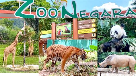 Zoo Negara Kuala Lumpur Malaysia National Zoo Of Malaysia Must