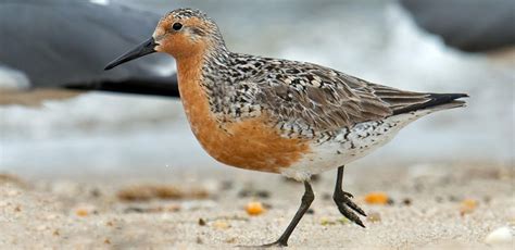 Bird Of The Week Red Knot Kern Audubon Society