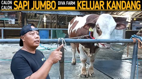 Calon Sapi Sapi Jumbo Diva Farm Pak Priyo Keluar Kandang YouTube