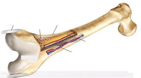 Structure Of Bone Diagram Quizlet