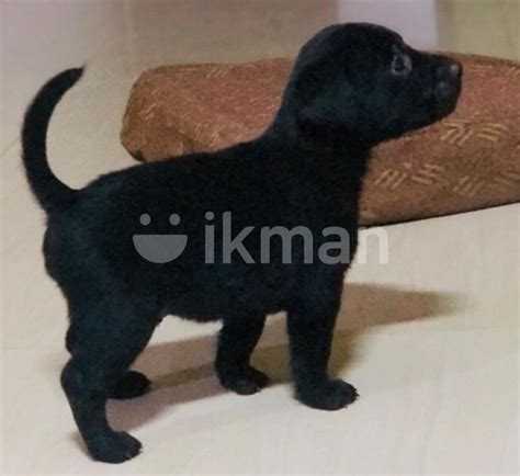 Labrador Puppy For Sale In Kandy City Ikman