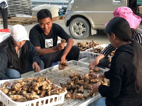 雅江松茸新鲜上市 开启舌尖美食之旅中国网