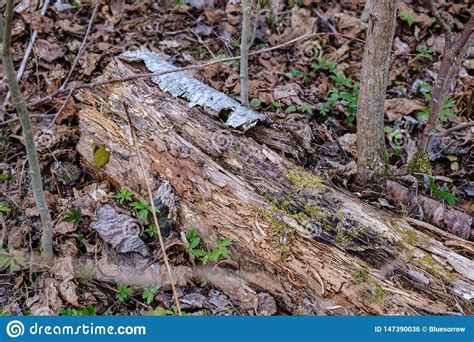 Velho Seque Troncos De Rvore E Stomps Na Floresta Verde Da Mola Foto