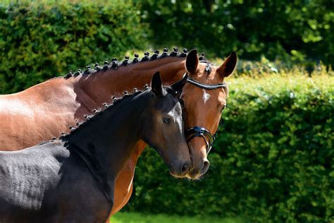 Разведение и селекция лошадей | EquiLife.ru - Первый Конный журнал online