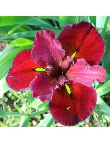 Iris de Louisiane Ann Chowning