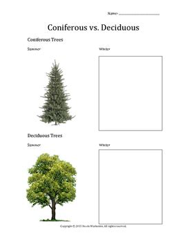 Coniferous vs. Deciduous Trees by Nicole Warkentin | TpT