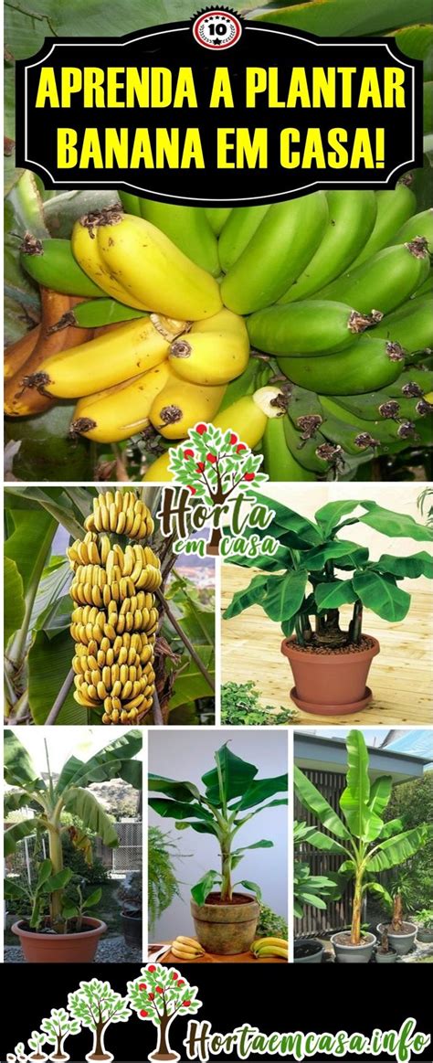 Como Plantar Banana Em Casa Plantio Cultivo E Colheita Como