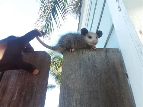 baby opossum : r/babyanimals