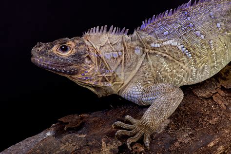 Philippine Sailfin Lizard