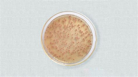 Nitrifying Bacteria in Aquaculture - PANGOO