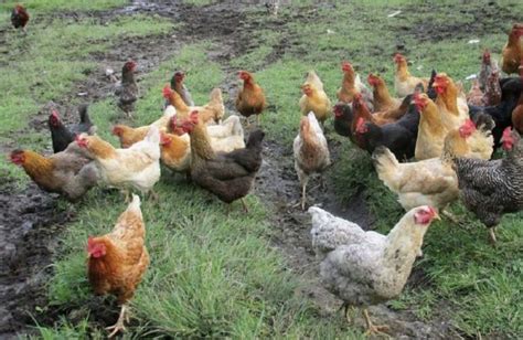 Gallina Criolla Riqueza Genética Y Cultural Colombiana WATTAgNet