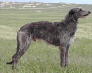 The Scottish Deerhound - A Very Tall Dog With A Soft Nature.