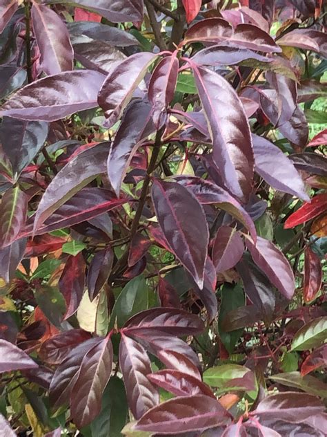 Viburnum Le bois marquis | Lewis Cottage Plants