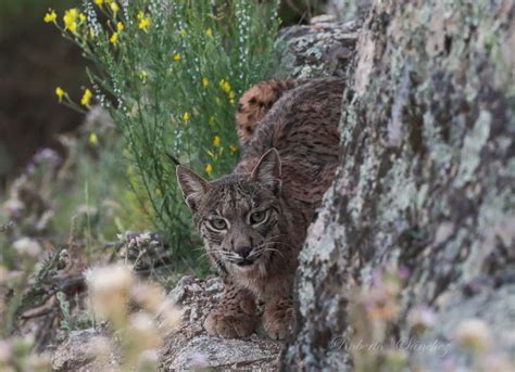 El lince ibérico deja de estar en peligro de extinción Hoy