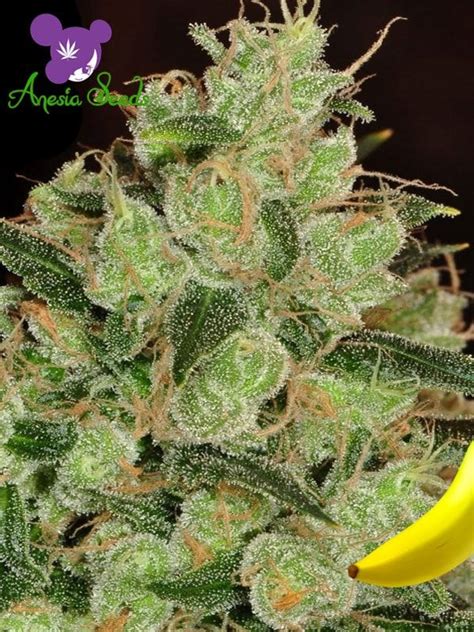 Banana Kush Cannabis Seeds by Anesia Seeds