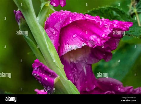 Dripping Wet Hi Res Stock Photography And Images Alamy